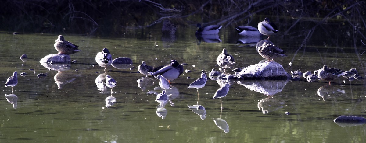 Greater Yellowlegs - ML644049434