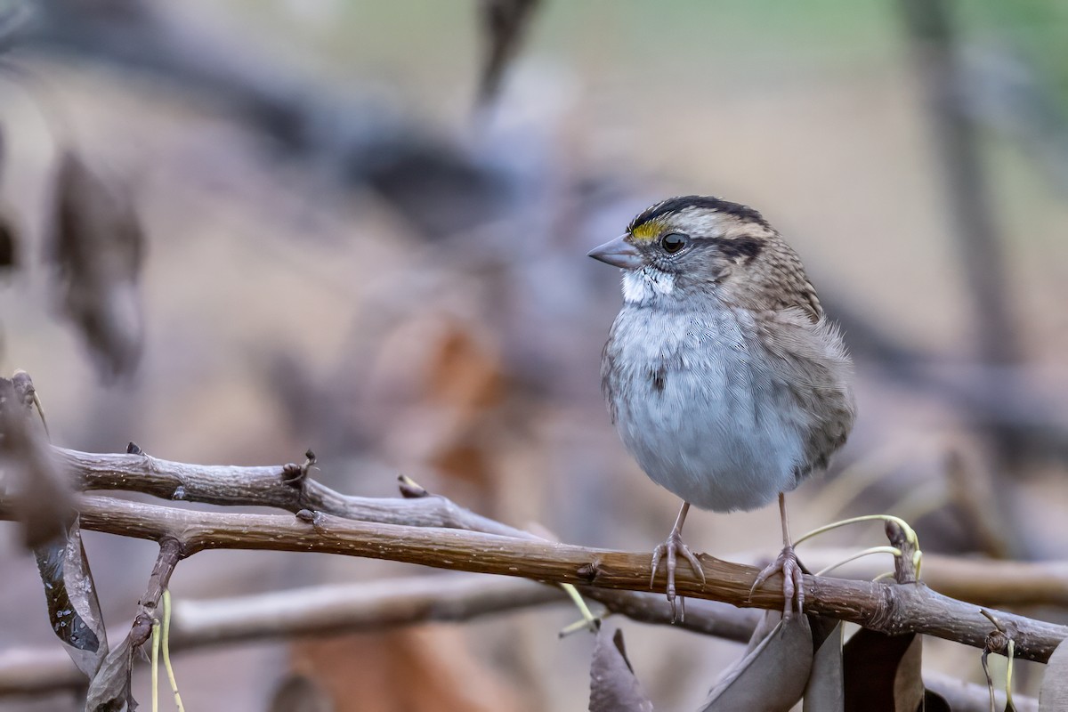 White-throated Sparrow - ML644049444