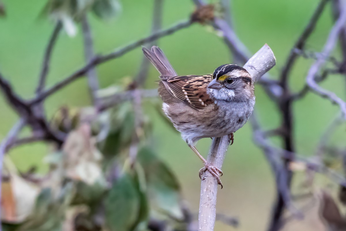 White-throated Sparrow - ML644049445