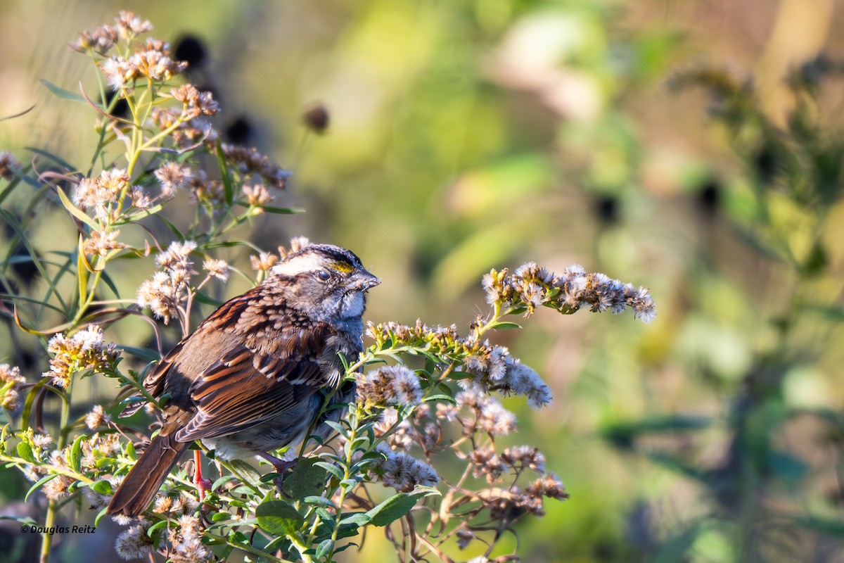 White-throated Sparrow - ML644049446