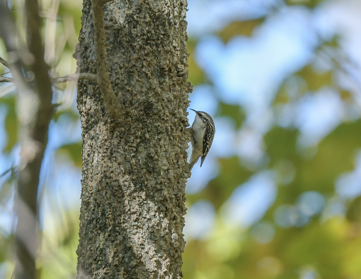 Brown Creeper - ML644049448