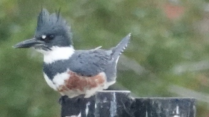 Belted Kingfisher - ML644049450