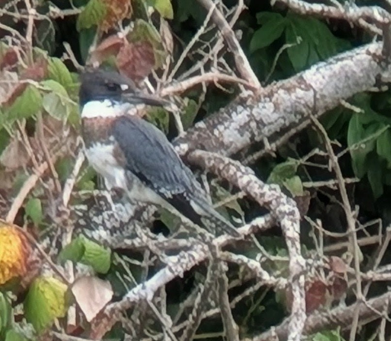 Belted Kingfisher - ML644049452