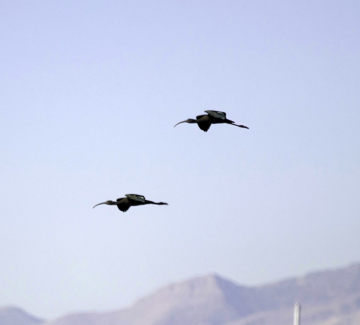 White-faced Ibis - ML644049453