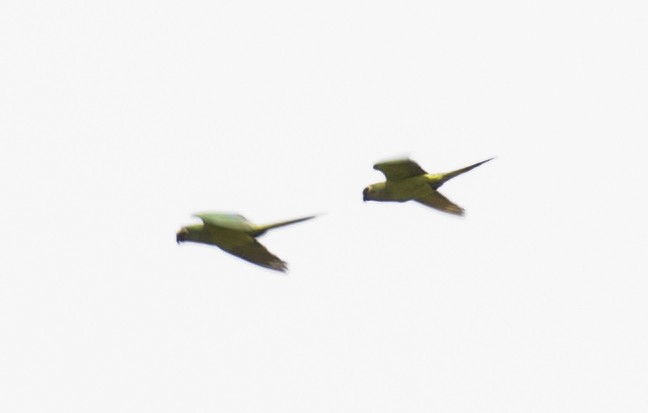 Peach-fronted Parakeet - ML644049455