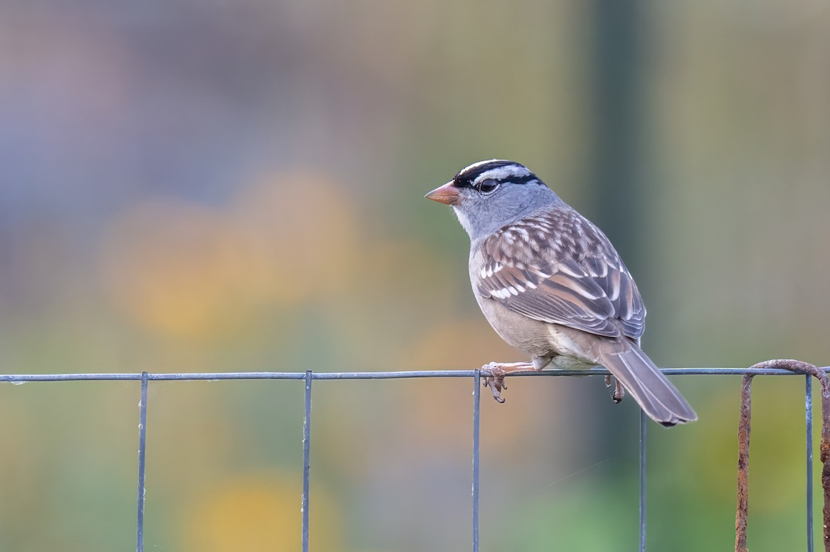 White-crowned Sparrow - ML644049457