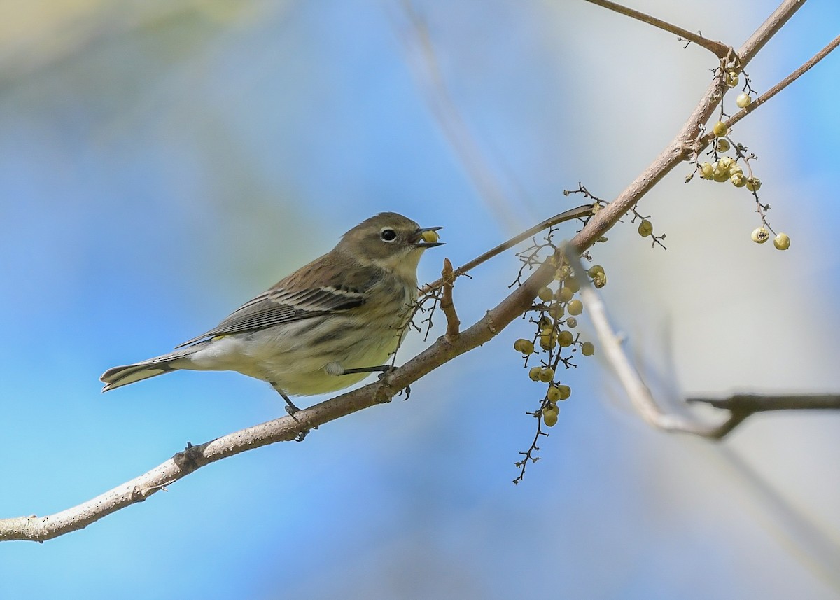 Yellow-rumped Warbler - ML644049458