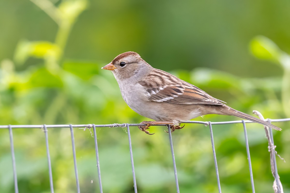 White-crowned Sparrow - ML644049459