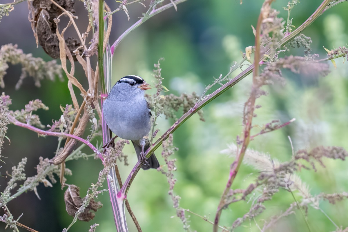 White-crowned Sparrow - ML644049462