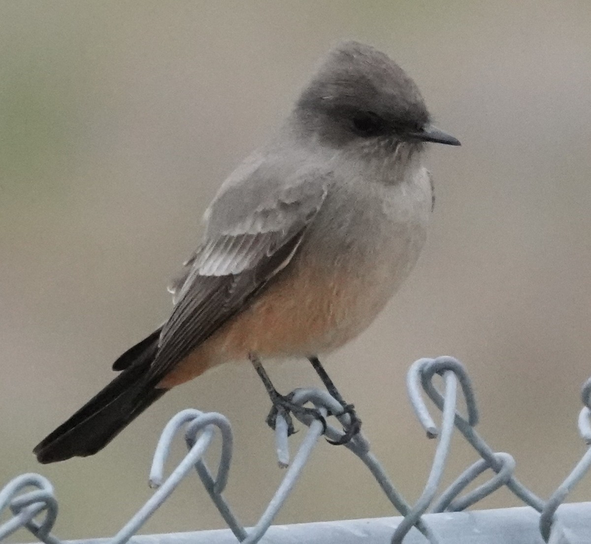Say's Phoebe - ML644049465