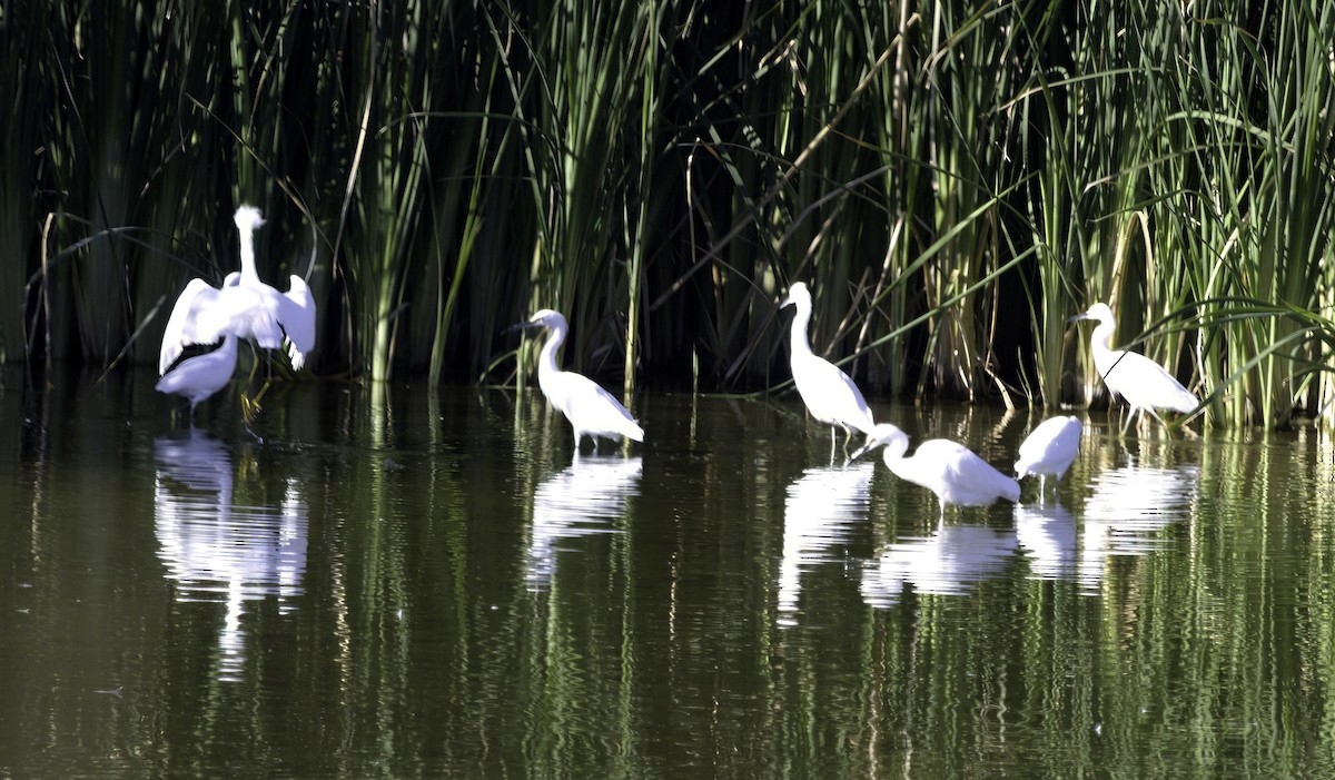 Snowy Egret - ML644049470