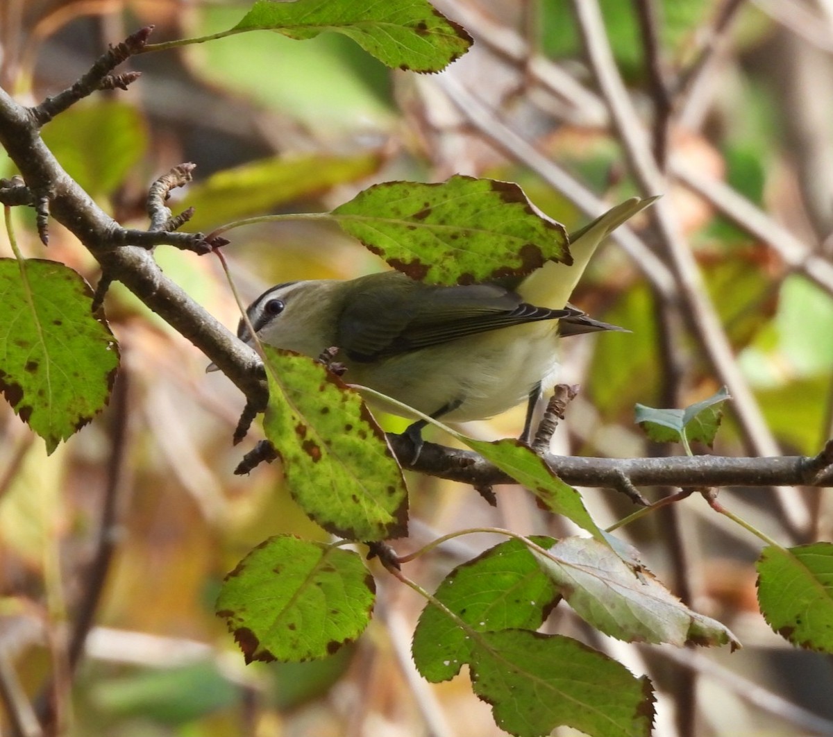 Vireo occhirossi - ML644049471