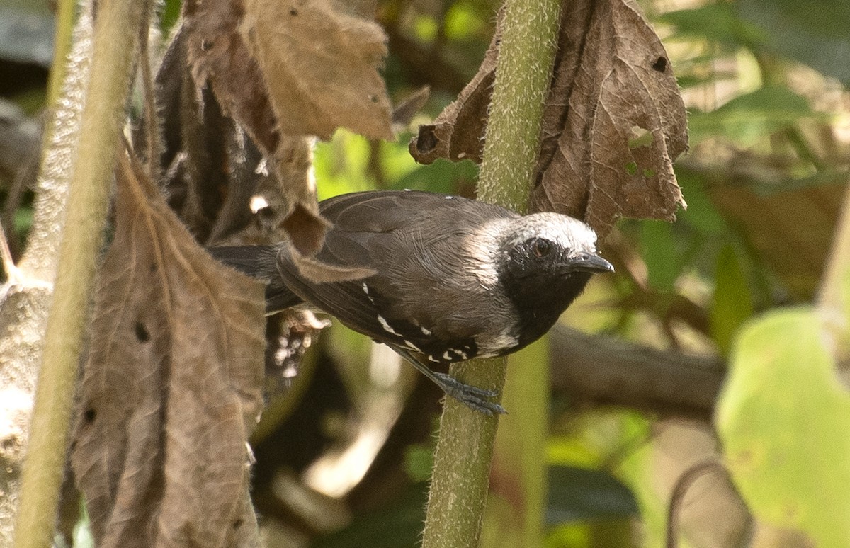 Southern White-fringed Antwren - ML644049474