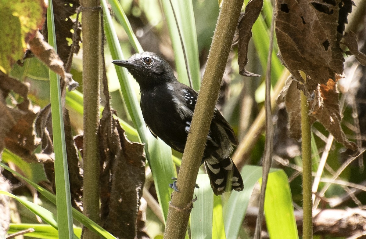 Southern White-fringed Antwren - ML644049475