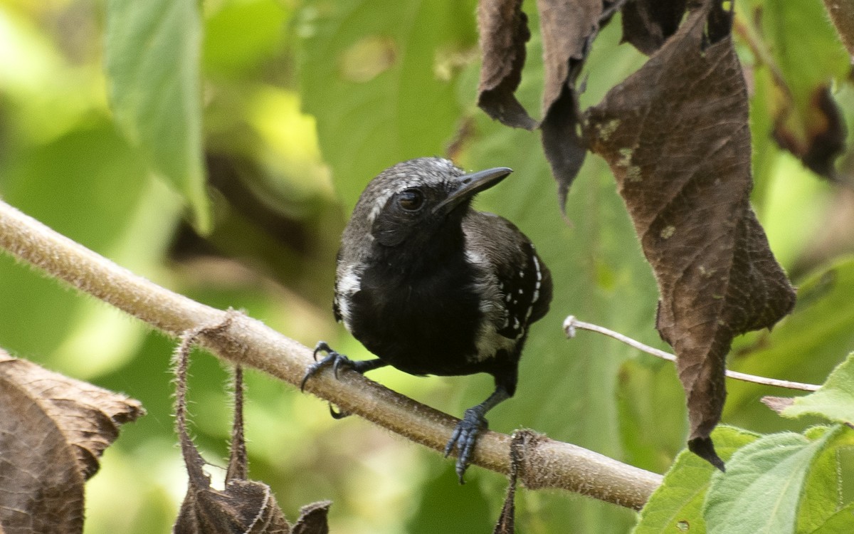 Southern White-fringed Antwren - ML644049476