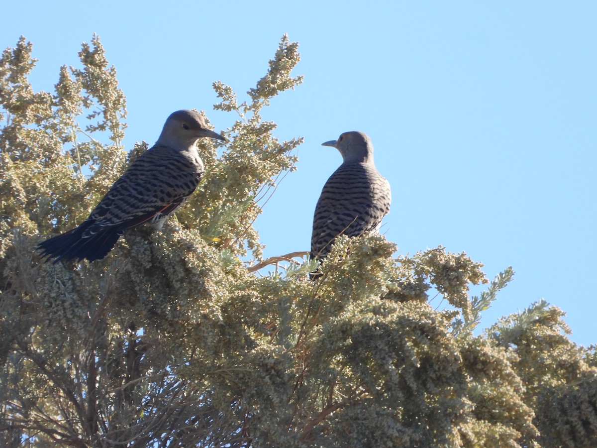Northern Flicker (Red-shafted) - ML644049477