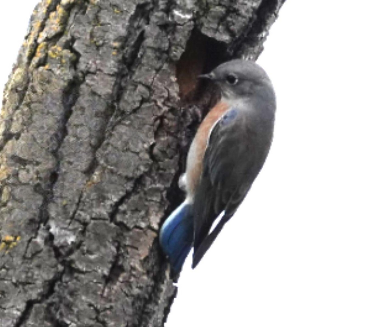 Western Bluebird - ML644049479