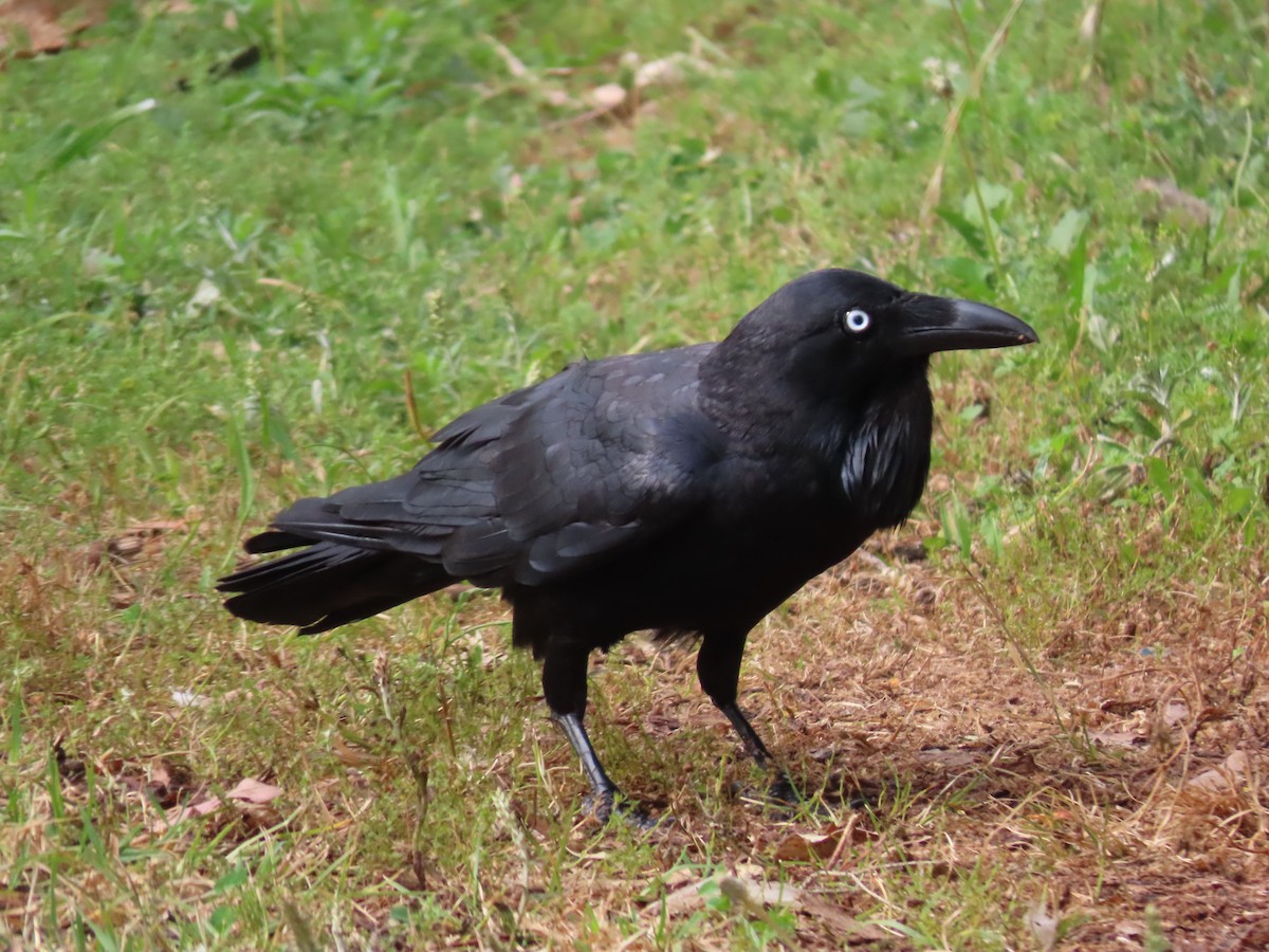 Australian Raven - ML644049480