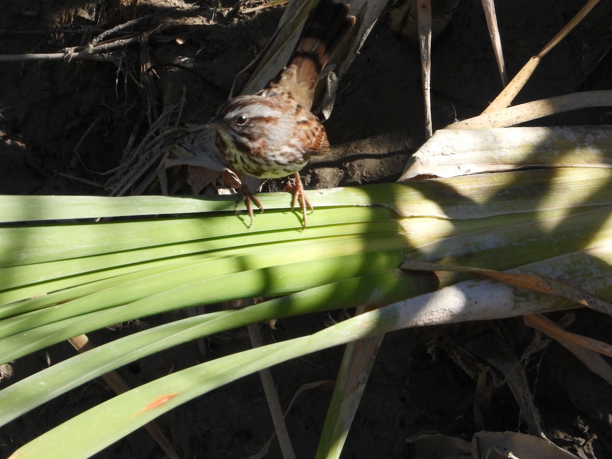 Song Sparrow - ML644049481