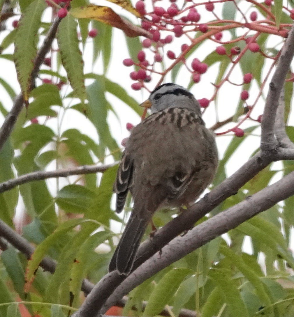 White-crowned Sparrow - ML644049482