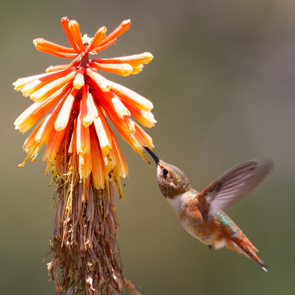 Allen's Hummingbird - ML644049492
