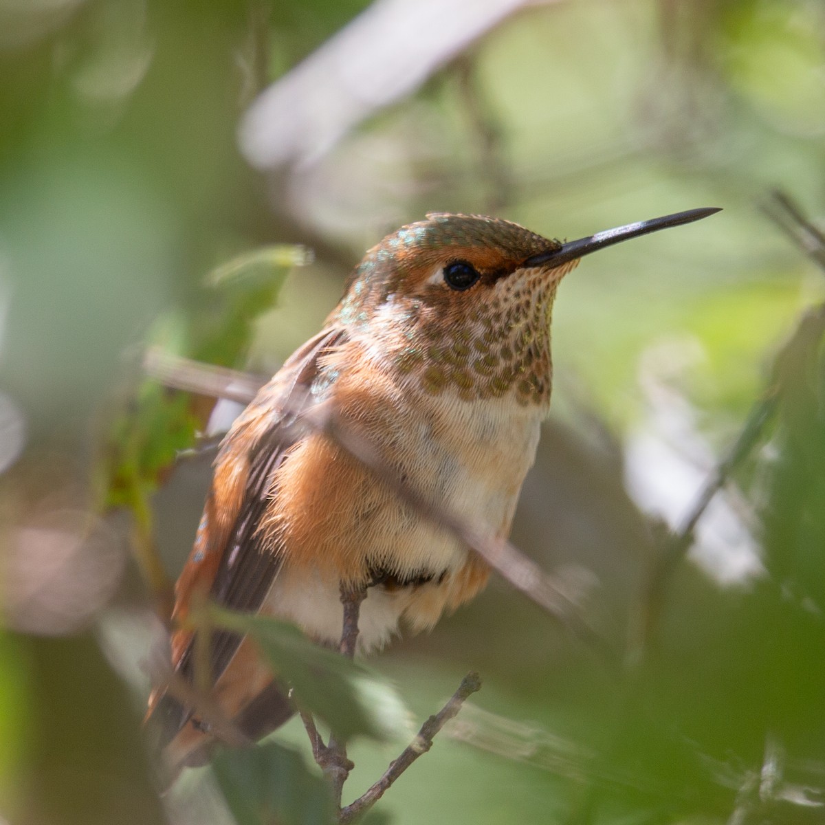 Allen's Hummingbird - ML644049494