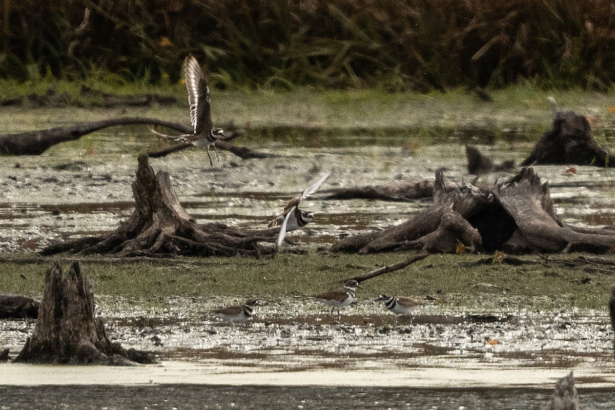 Killdeer - ML644049496