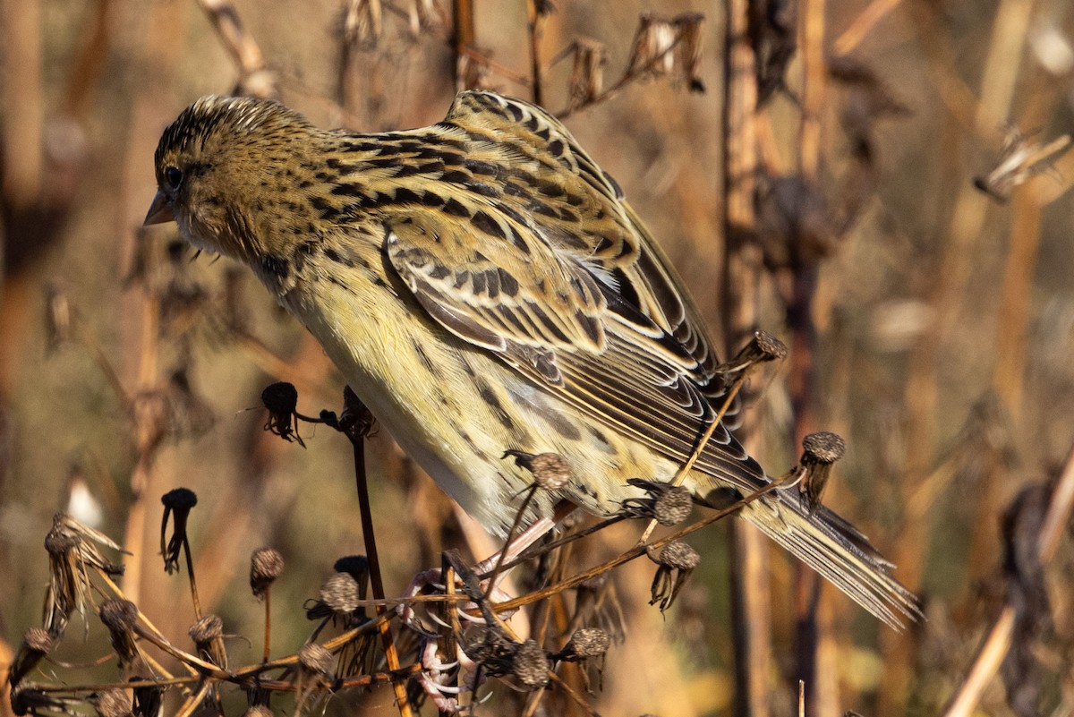 Bobolink - ML644049499