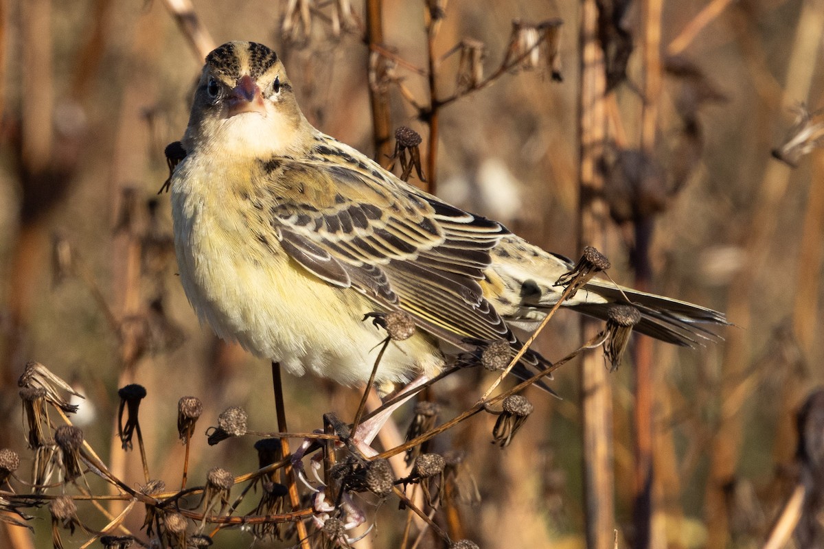 Bobolink - ML644049507
