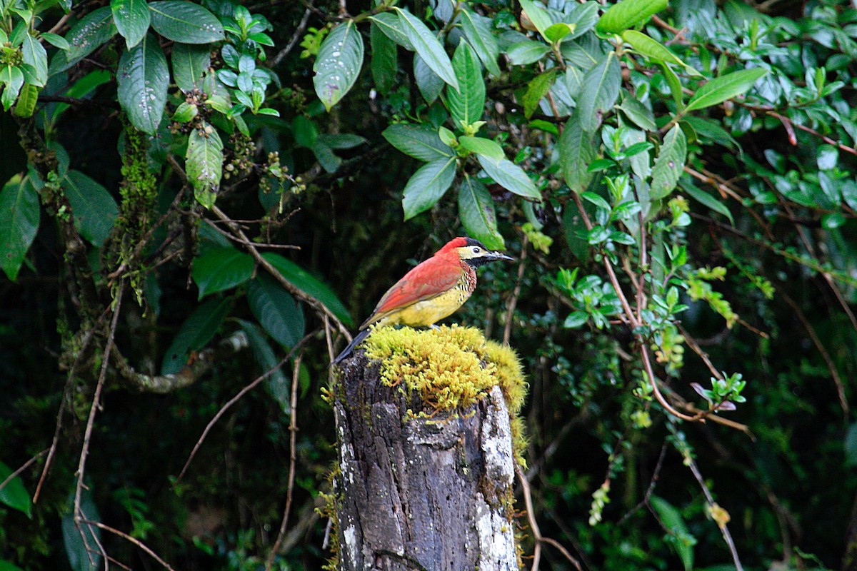 Дятел-смугань червонокрилий - ML644049508