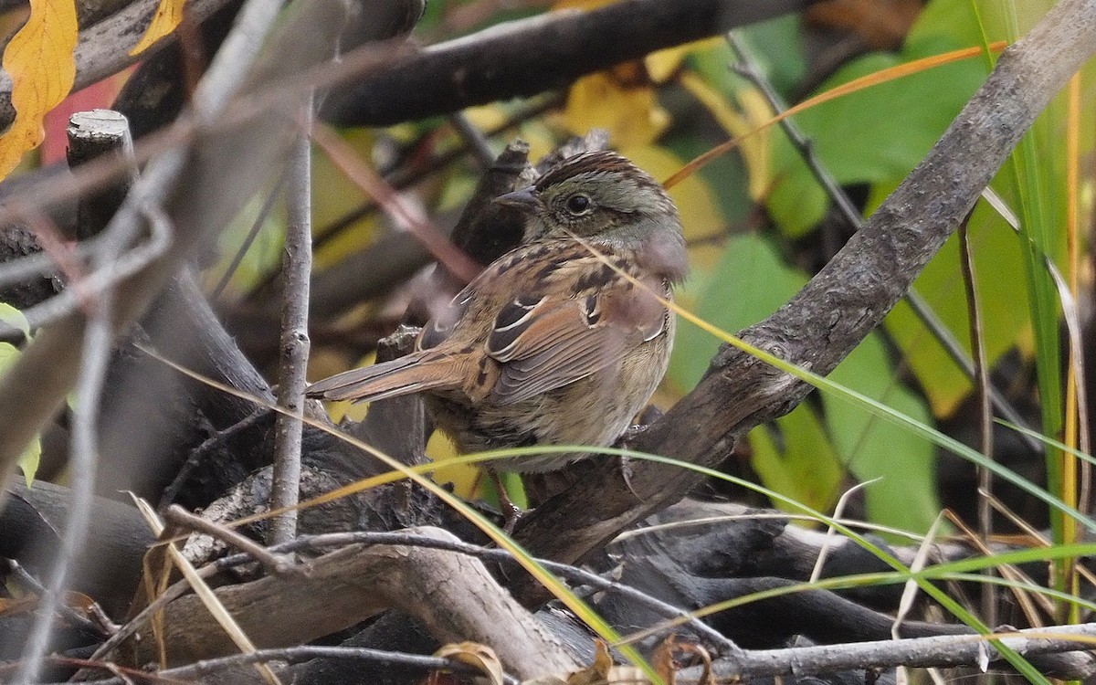 Swamp Sparrow - ML644049512
