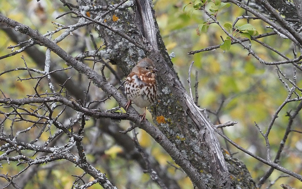 Fox Sparrow - ML644049514