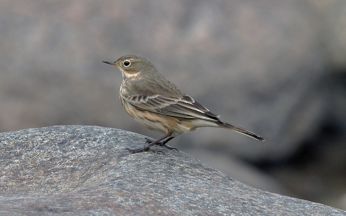 American Pipit - ML644049517