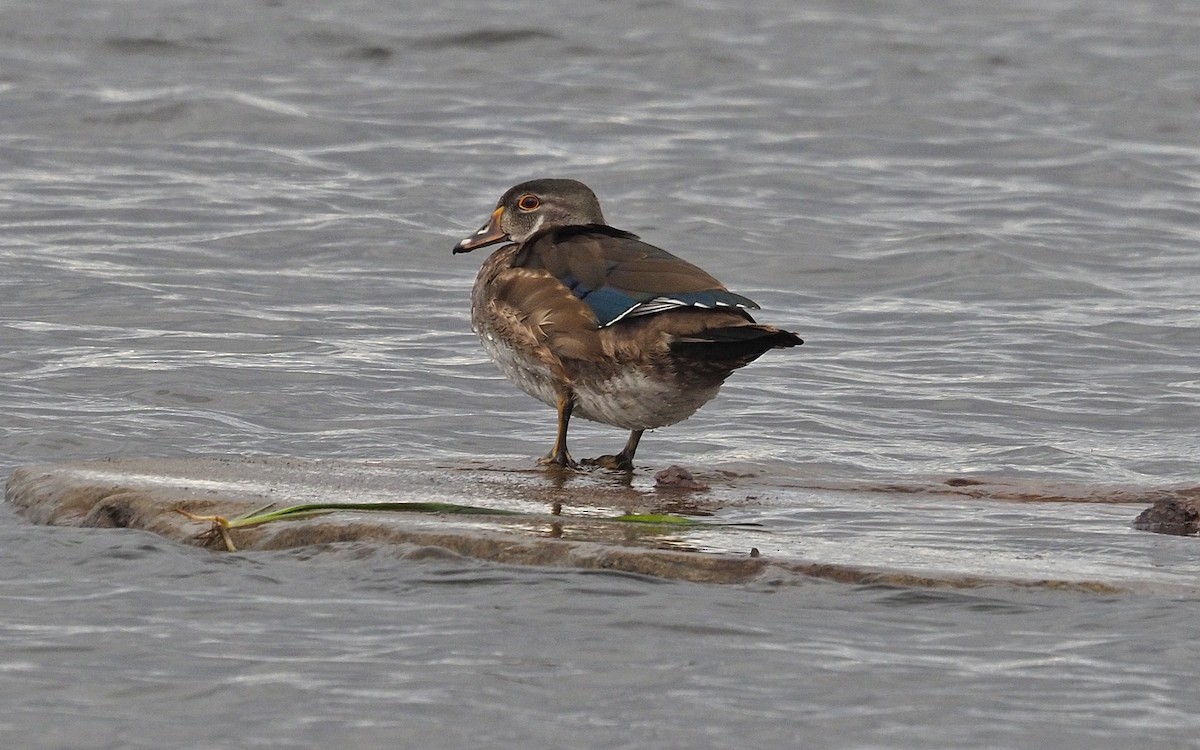 Wood Duck - ML644049522
