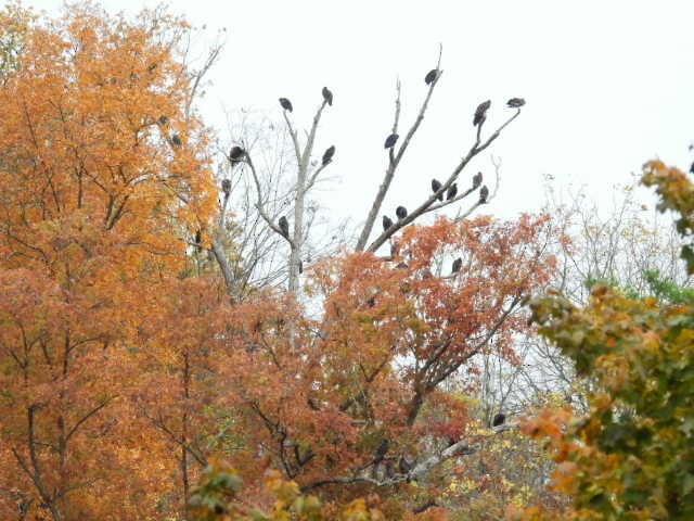Black Vulture - ML644049551