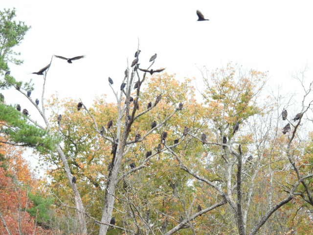 Black Vulture - ML644049552