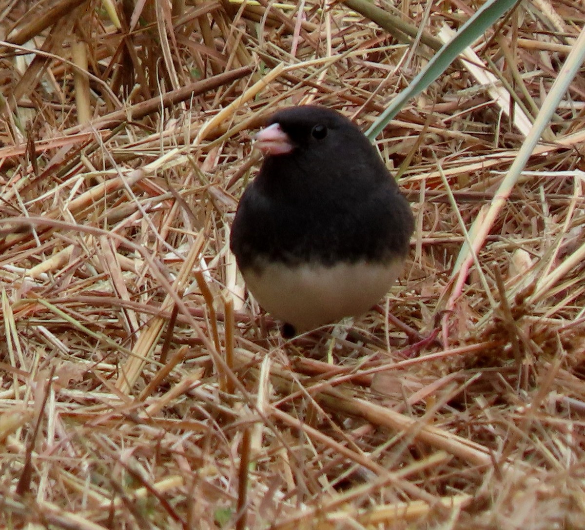 Dark-eyed Junco - ML644049555