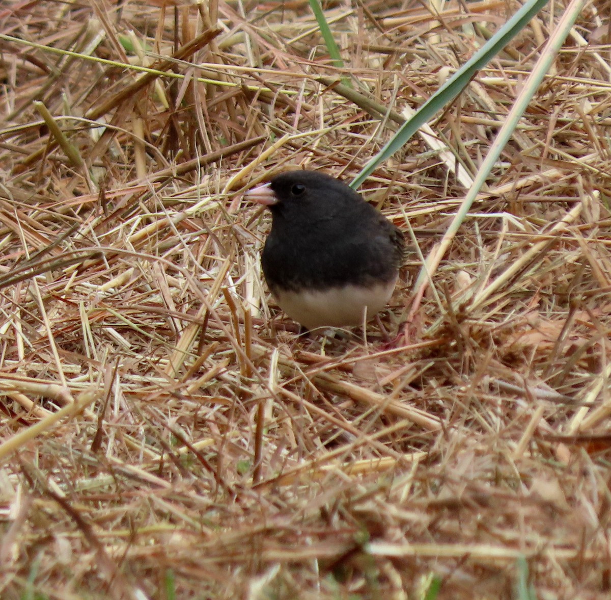Dark-eyed Junco - ML644049556