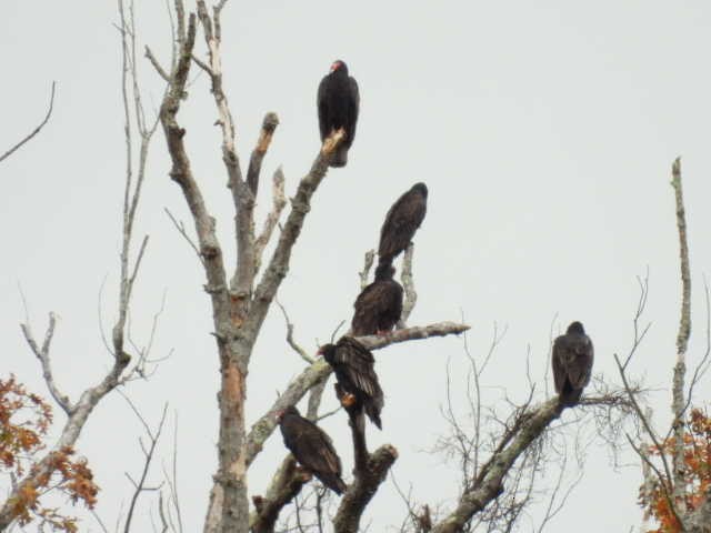 Turkey Vulture - ML644049560