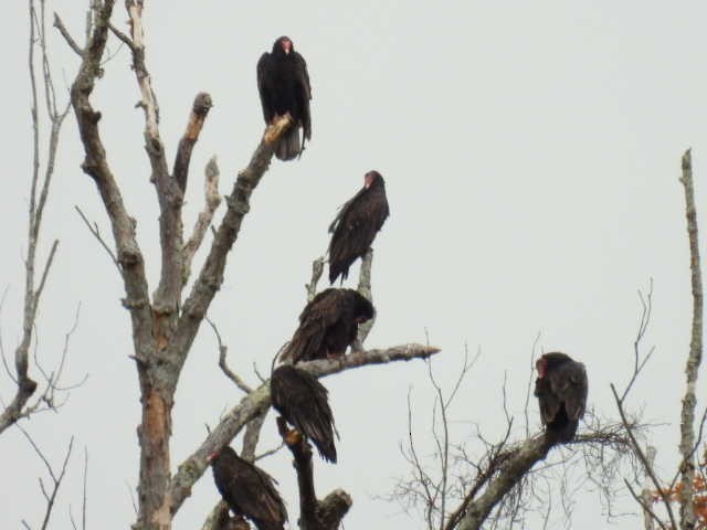 Turkey Vulture - ML644049561