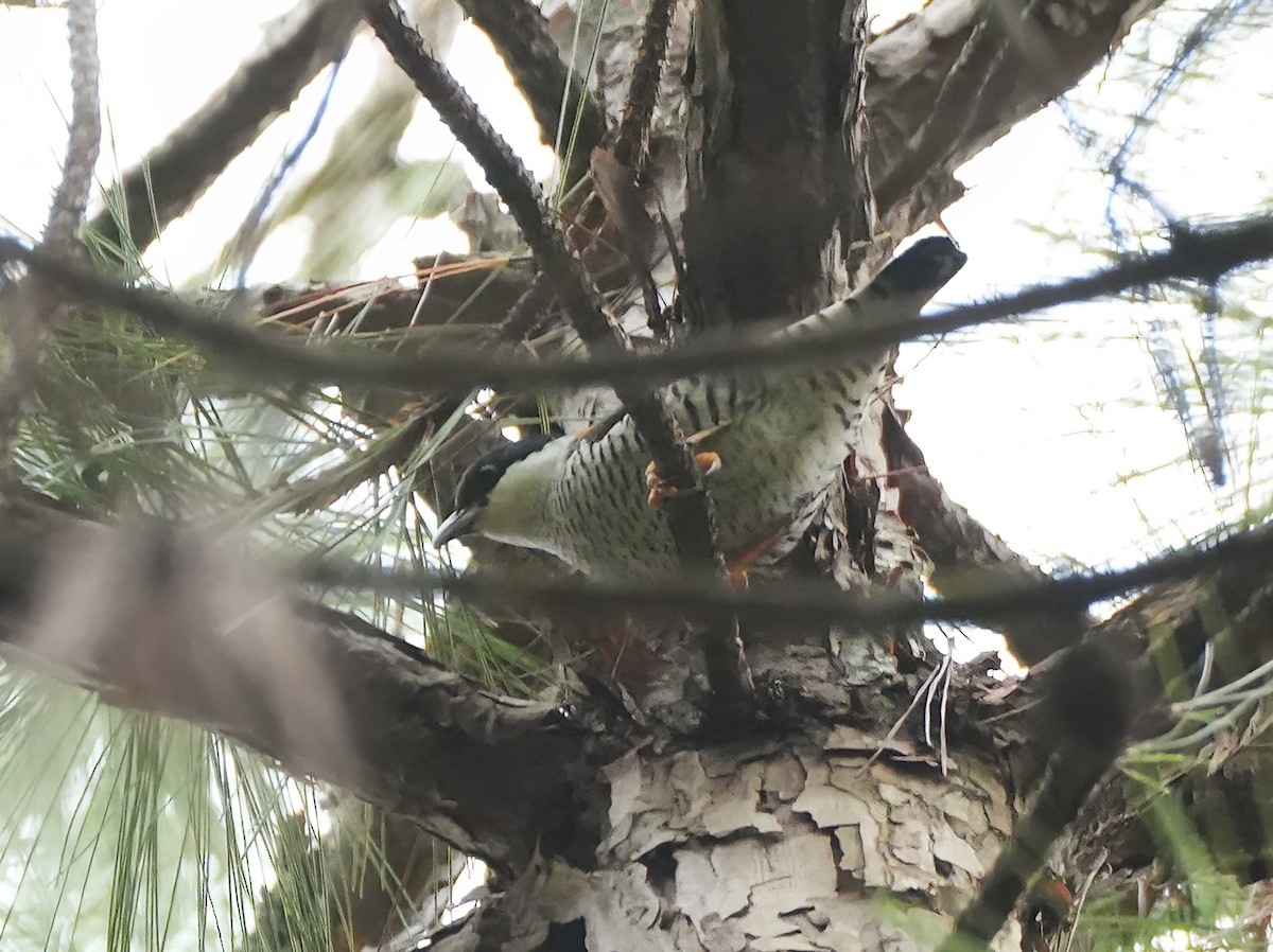 Vietnamese Cutia - ML644049588