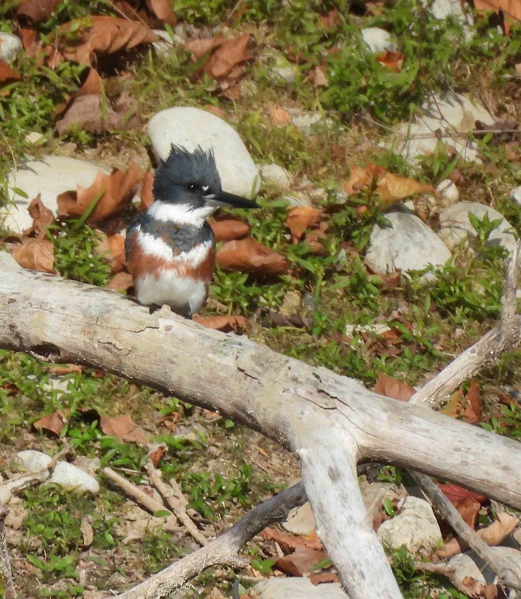 Belted Kingfisher - ML644049605