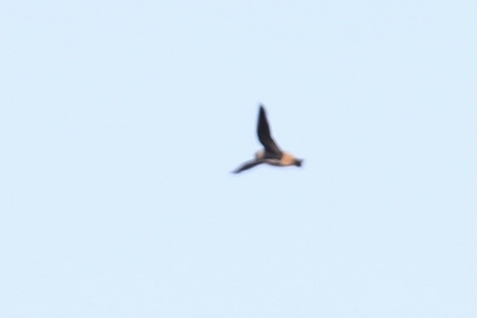 Hirondelle à front brun - ML644049610