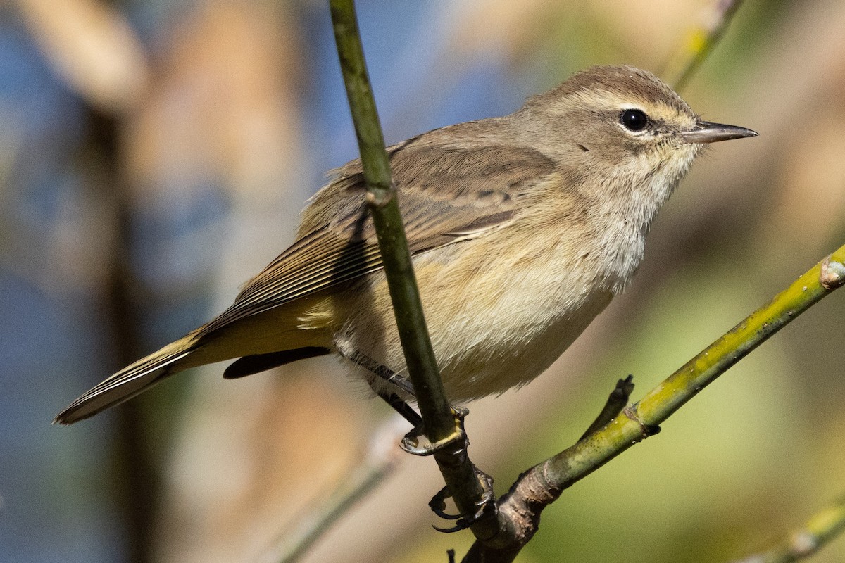 Palm Warbler - ML644049619