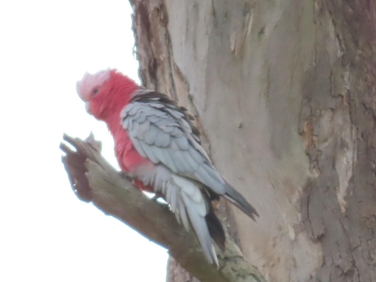 Galah - ML644049634