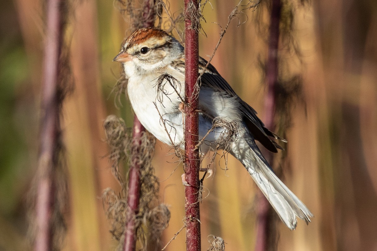 Chipping Sparrow - ML644049635