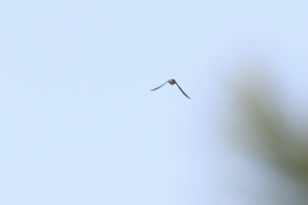 Hirondelle à front brun - ML644049638
