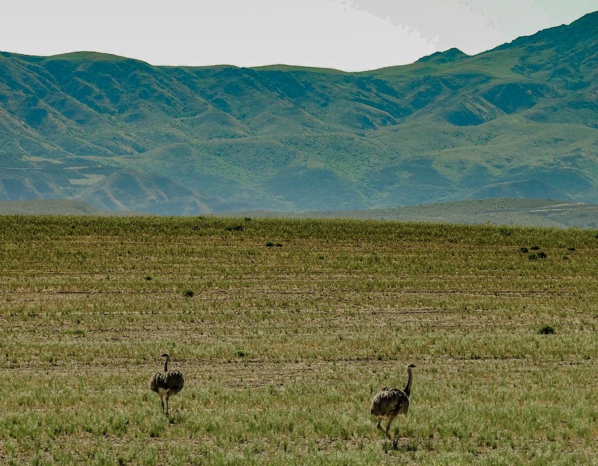 Greater Rhea - ML644049665