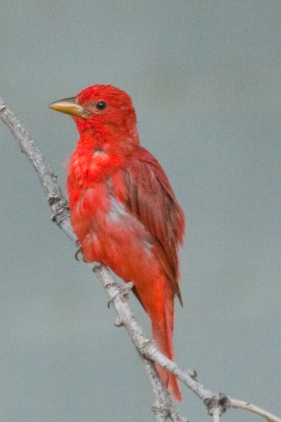 Summer Tanager - ML644049684