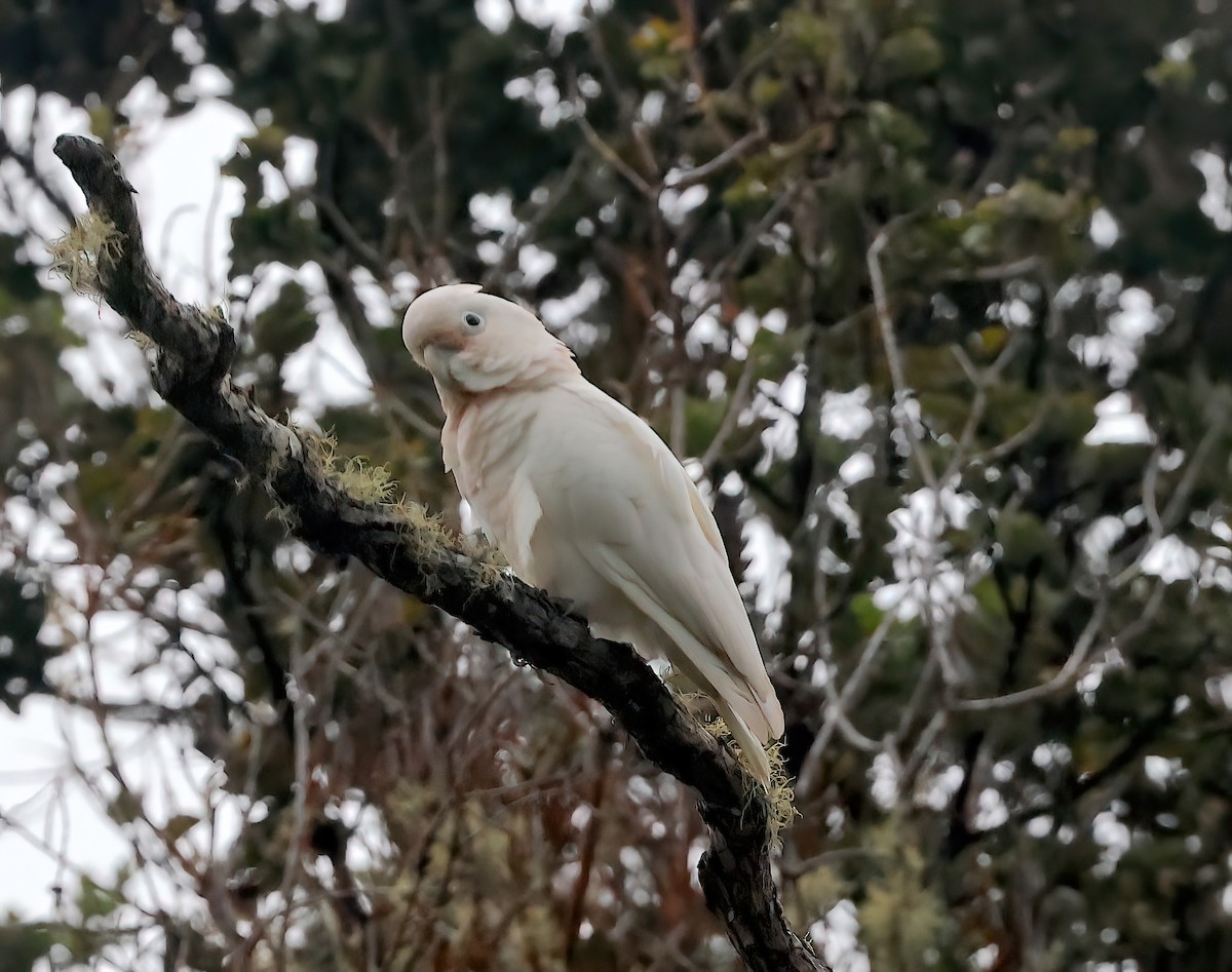 Какаду танімбарський - ML644049685